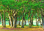 grove of trees 001