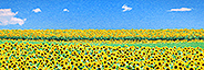 Sunflower field 001