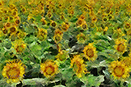 Sunflower field 003-a
