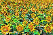 Sunflower field 003-b