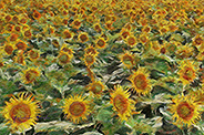 Sunflower field 003-c