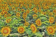 Sunflower field 003-d